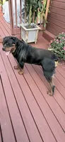 Patsy, a female Rottweiler for sale in Williamsburg, IN – 7 of 7