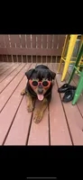 Carrie, a male Rottweiler for sale in Williamsburg, IN – 3 of 6
