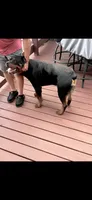 Miranda, a male Rottweiler for sale in Williamsburg, IN – 7 of 10
