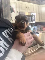 Miranda, a male Rottweiler for sale in Williamsburg, IN – 4 of 10