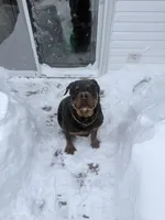 Chief, a male Rottweiler for sale in Williamsburg, IN – 3 of 6