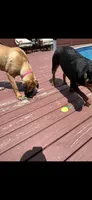Loretta , a male Rottweiler for sale in Williamsburg, IN – 6 of 7