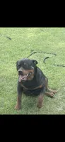 Chief, a male Rottweiler for sale in Williamsburg, IN – 7 of 10