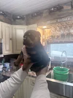 Waylen, a male Rottweiler for sale in Williamsburg, IN – 6 of 8