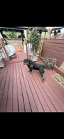 Chief, a male Rottweiler for sale in Williamsburg, IN – 2 of 10
