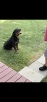 Chief, a male Rottweiler for sale in Williamsburg, IN – 6 of 10