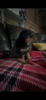 Miranda, a male Rottweiler for sale in Williamsburg, IN – 10 of 10