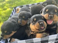 Carrie, a male Rottweiler for sale in Williamsburg, IN – 2 of 6