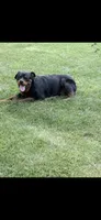 Waylen, a male Rottweiler for sale in Williamsburg, IN – 7 of 8