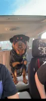 Waylen, a male Rottweiler for sale in Williamsburg, IN – 4 of 8