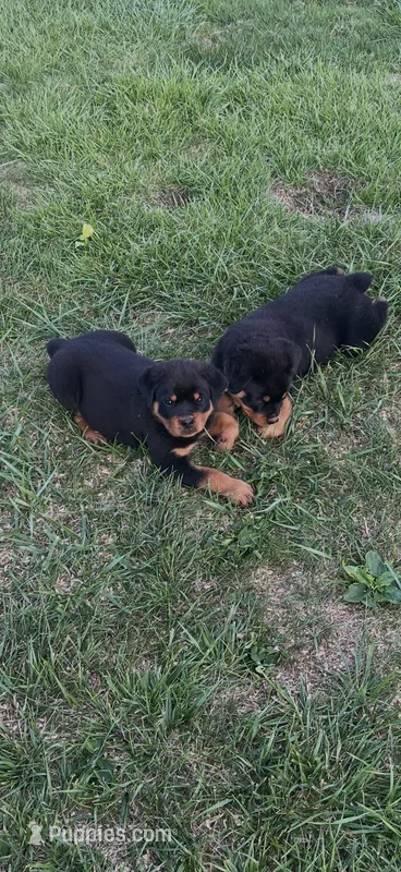 Patsy – Rottweiler puppy for sale in Williamsburg, IN