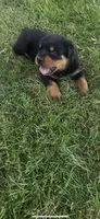 Brandi, a female Rottweiler for sale in Williamsburg, IN – 9 of 9