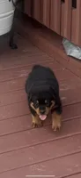 Brandi, a female Rottweiler for sale in Williamsburg, IN – 8 of 9