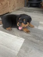 Waylen, a male Rottweiler for sale in Williamsburg, IN – 3 of 8