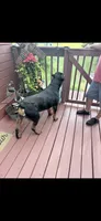 Chief, a male Rottweiler for sale in Williamsburg, IN – 10 of 10