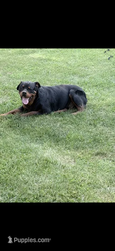 Chief – Rottweiler puppy for sale in Williamsburg, IN