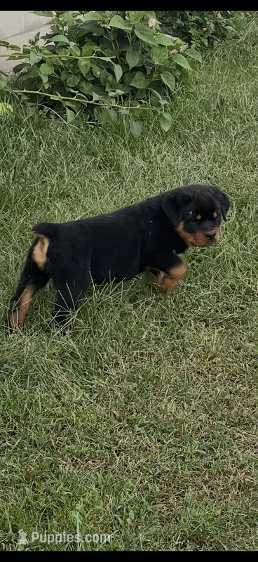 Miranda – Rottweiler puppy for sale in Williamsburg, IN