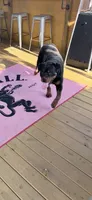 Chief, a male Rottweiler for sale in Williamsburg, IN – 8 of 10