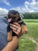 Patsy, a female Rottweiler for sale in Williamsburg, IN – 2 of 7