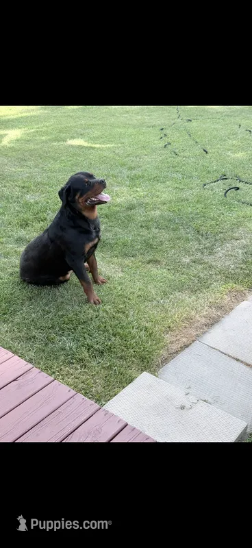 Chief – Rottweiler puppy for sale in Williamsburg, IN