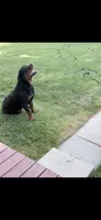 Chief, a male Rottweiler for sale in Williamsburg, IN – 5 of 10