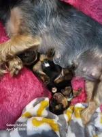 CKC Yorkshire Terrier Female, a female Yorkshire Terrier for sale in Ponce de Leon, FL – 7 of 8