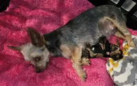 CKC Yorkshire Terrier Female, a female Yorkshire Terrier for sale in Ponce de Leon, FL – 6 of 8
