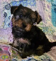 CKC Yorkshire Terrier Female, a female Yorkshire Terrier for sale in Ponce de Leon, FL – 5 of 8
