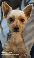  CKC Yorkshire Terrier Male, a male Yorkshire Terrier for sale in Ponce de Leon, FL – 10 of 10