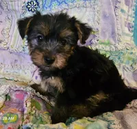 CKC Yorkshire Terrier Female, a female Yorkshire Terrier for sale in Ponce de Leon, FL – 4 of 8