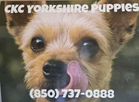 CKC Yorkshire Terrier Female, a female Yorkshire Terrier for sale in Ponce de Leon, FL – 8 of 8