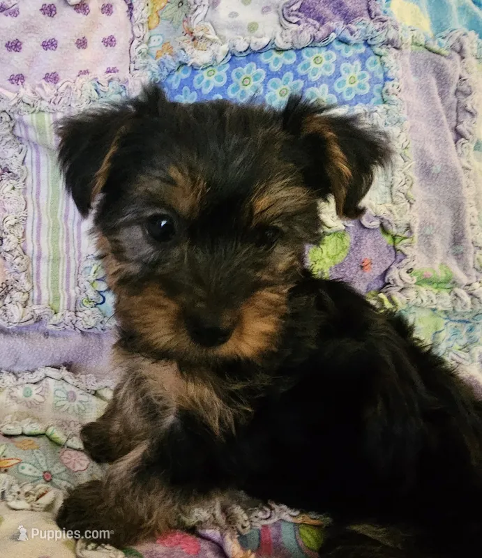 CKC Yorkshire Terrier Female – Yorkshire Terrier puppy for sale in Ponce de Leon, FL