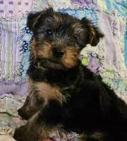 CKC Yorkshire Terrier Female, a female Yorkshire Terrier for sale in Ponce de Leon, FL – 2 of 8