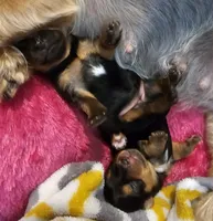 CKC Yorkshire Terrier Female, a female Yorkshire Terrier for sale in Ponce de Leon, FL – 3 of 8