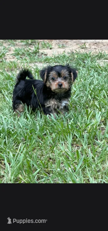  CKC Yorkshire Terrier Male – Yorkshire Terrier puppy for sale in Ponce de Leon, FL