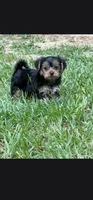  CKC Yorkshire Terrier Male, a male Yorkshire Terrier for sale in Ponce de Leon, FL – 1 of 8