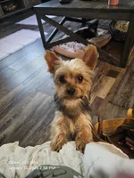  CKC Yorkshire Terrier Male, a male Yorkshire Terrier for sale in Ponce de Leon, FL – 9 of 10