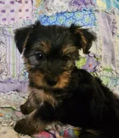  CKC Yorkshire Terrier Male, a male Yorkshire Terrier for sale in Ponce de Leon, FL – 6 of 10