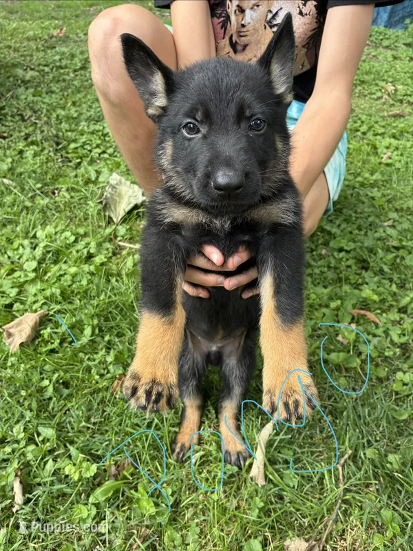 Pongo – German Shepherd Dog puppy for sale in Wilmington, OH