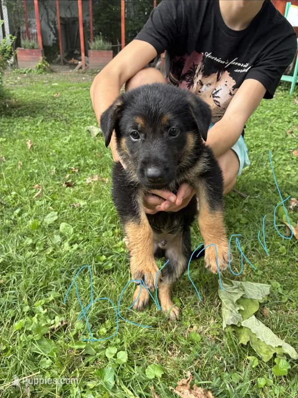 Bernard – German Shepherd Dog puppy for sale in Wilmington, OH