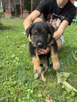 Bernard, a male German Shepherd Dog for sale in Wilmington, OH – 1 of 2
