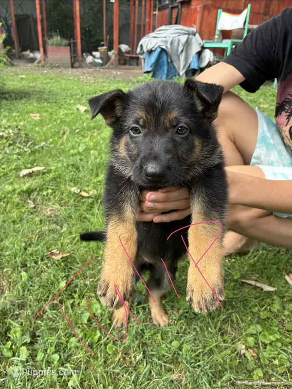 Tulip – German Shepherd Dog puppy for sale in Wilmington, OH