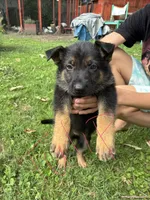 Tulip, a female German Shepherd Dog for sale in Wilmington, OH – 1 of 1