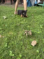 Bernard, a male German Shepherd Dog for sale in Wilmington, OH – 2 of 2