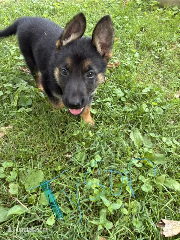 Tyson – German Shepherd Dog puppy for sale in Wilmington, OH