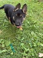 Tyson, a male German Shepherd Dog for sale in Wilmington, OH – 1 of 1