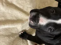 Taz, a male American Pit Bull Terrier for sale in San Francisco, CA – Photo 5 of 8