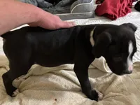 Taz, a male American Pit Bull Terrier for sale in San Francisco, CA – Photo 3 of 8