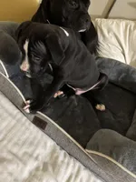 Taz, a male American Pit Bull Terrier for sale in San Francisco, CA – Photo 4 of 8