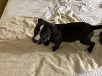 Taz, a male American Pit Bull Terrier for sale in San Francisco, CA – Photo 2 of 8